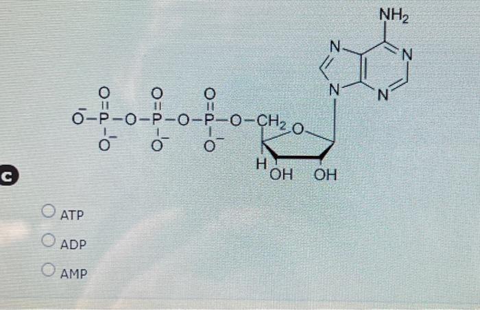 Identify Each Of The Following Molecules: B ATP ADP | Chegg.com