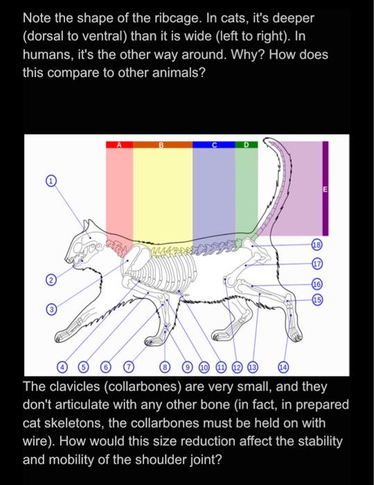 Solved Note the shape of the ribcage. In cats, it's deeper