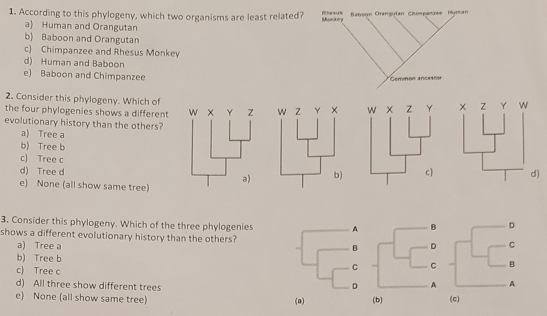 Solved 1. According to this phylogeny, which two organisms | Chegg.com