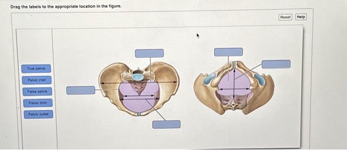 true pelvis inlet