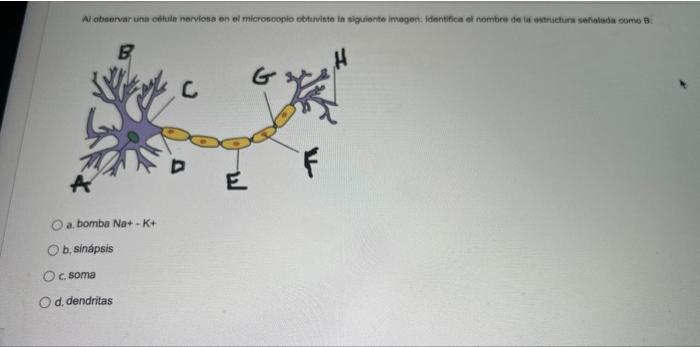 bomba \( \mathrm{Na}+-\mathrm{K}+ \) b, sinápsis C. soma d. dendritas