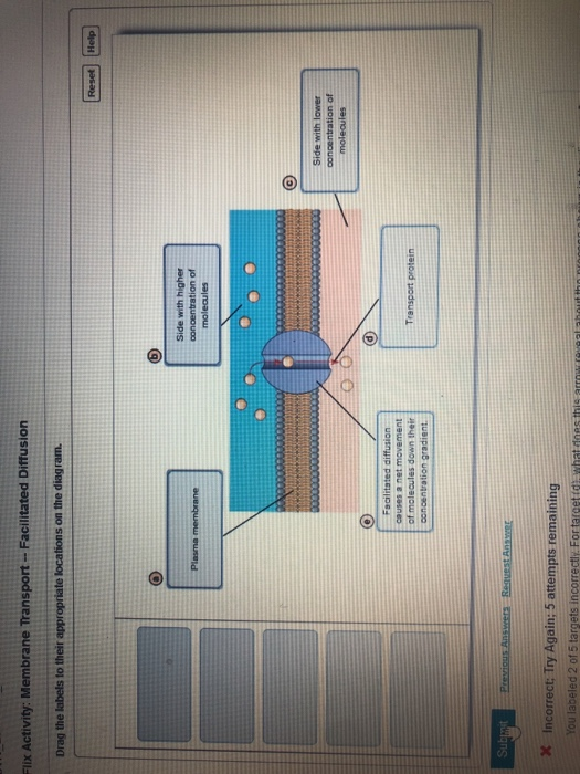 facilitated diffusion diagram plasma membrane