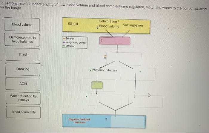 Solved To demonstrate an understanding of how blood volume | Chegg.com