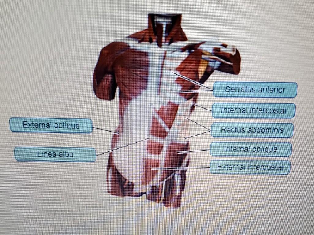 Serratus anterior Internal intercostal External | Chegg.com