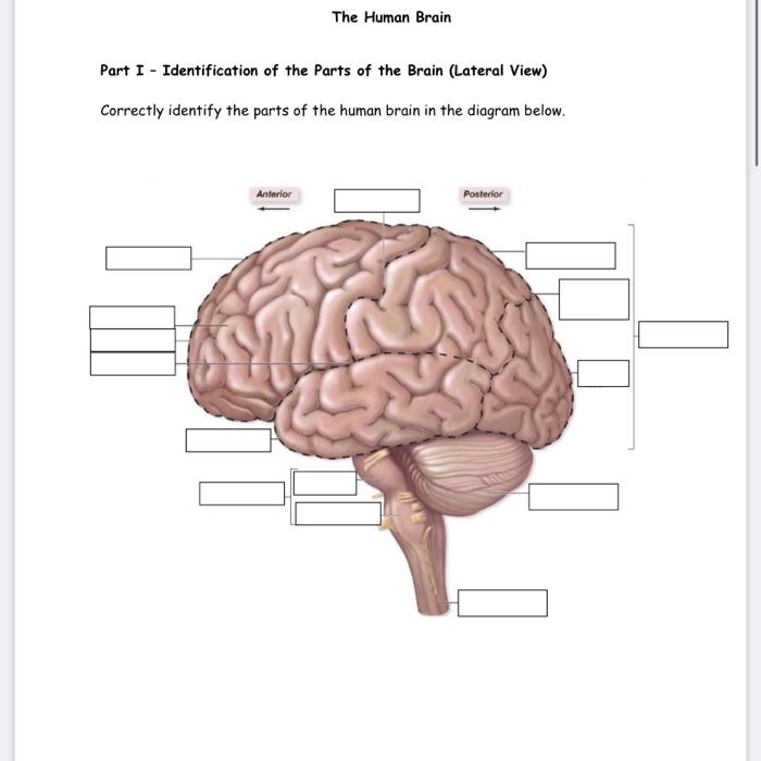 Solved Part I - Identification of the Parts of the Brain | Chegg.com