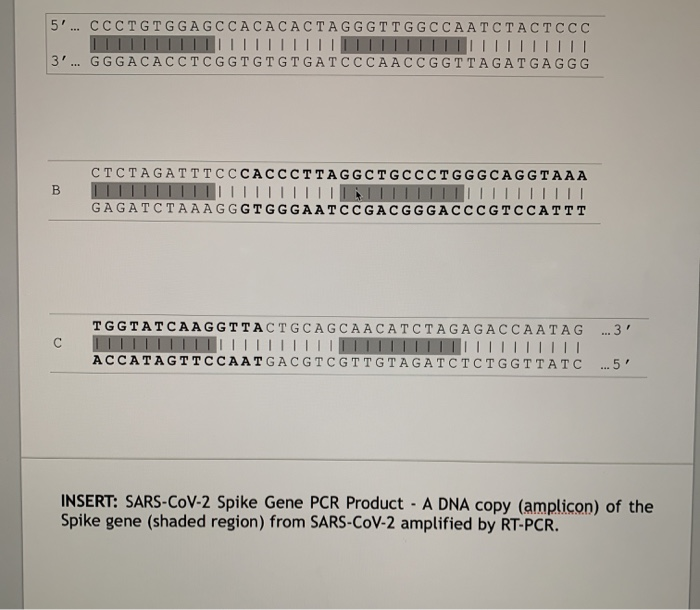 The discovery of restriction enzymes, proteins that | Chegg.com