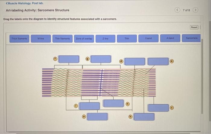 sarcomere diagram labeled