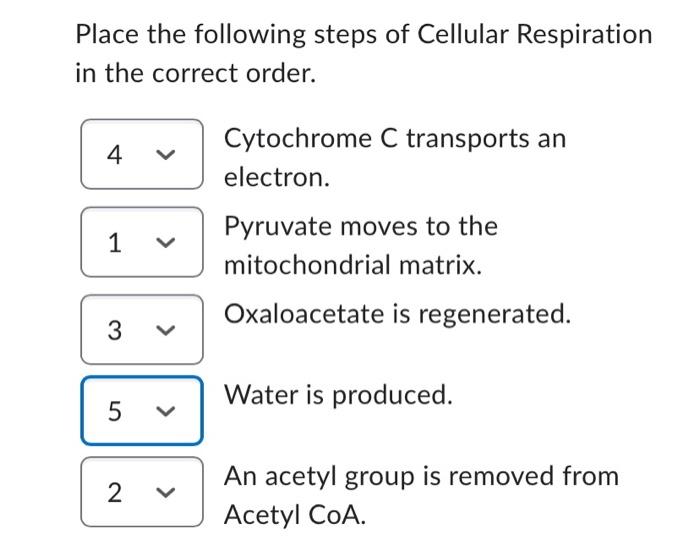 Solved Place the following steps of Cellular Respiration in | Chegg.com