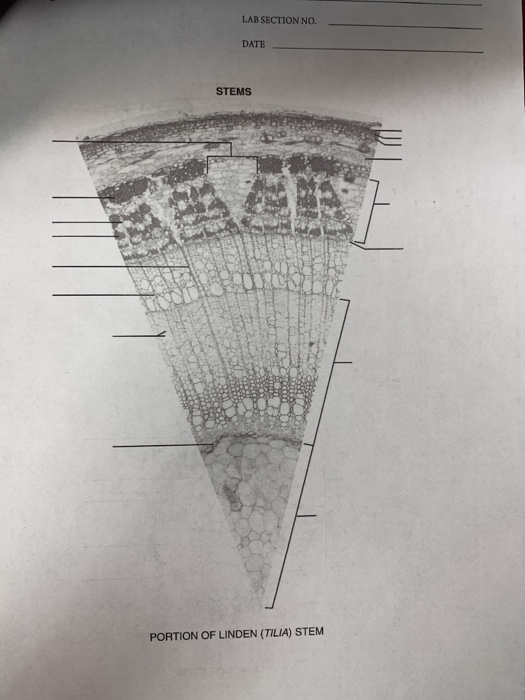 Lab Section No Date Stems Portion Of Linden Tilia Chegg 
