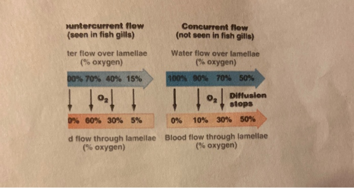 Solved 1. If you understand countercurrent exchange | Chegg.com