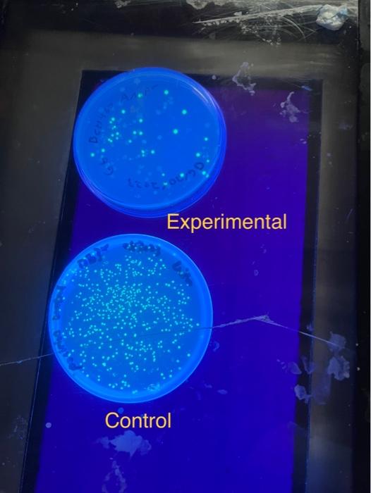 experimental control in biology