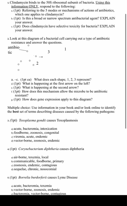 Solved 1. Clindamycin binds to the 50S ribosomal subunit of | Chegg.com