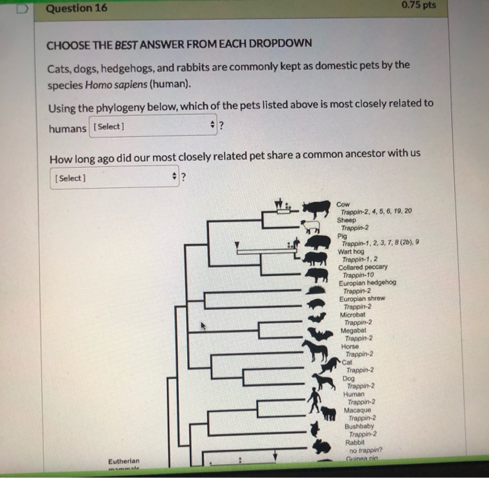 are cats and dogs closely related