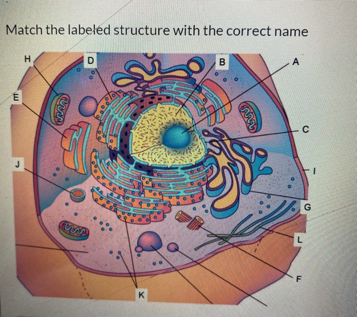 Solved Match the labeled structure with the correct name H D | Chegg.com