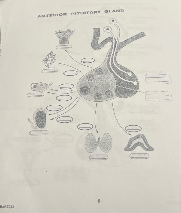 DITUITARY GLAND