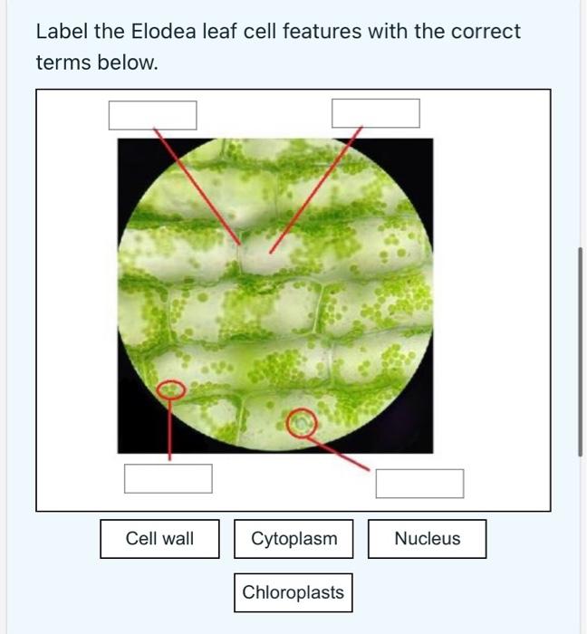 Solved Label the potato cells below with the correct terms