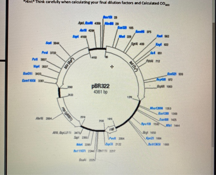 solved-assignment-exercise-1-microblal-genetics-in-lab-4-chegg