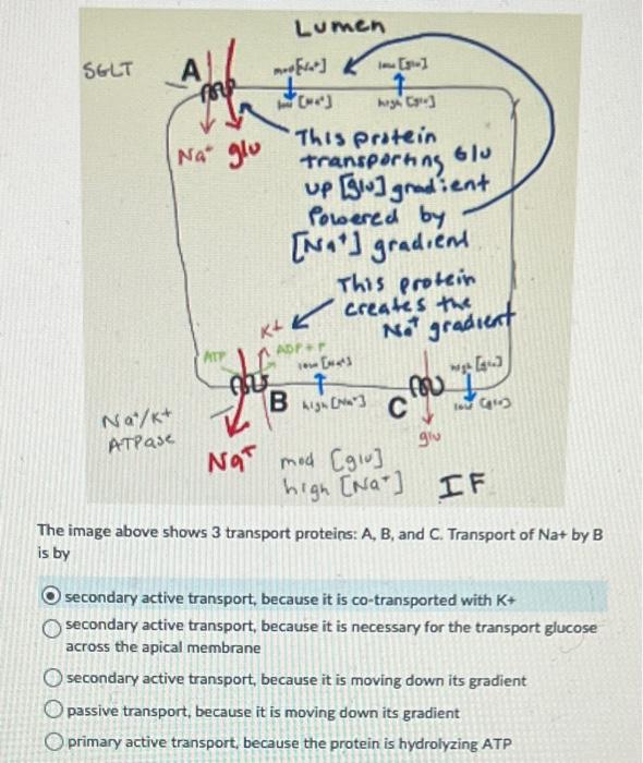 Solved The Image Above Shows 3 Transport Proteins: A, B, And | Chegg.com