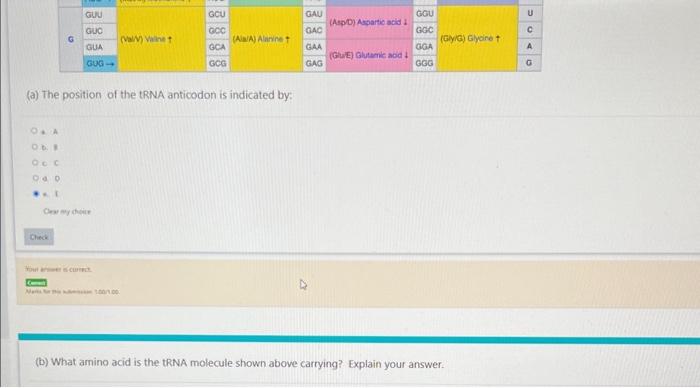 (a) The position of the tRNA anticodon is indicated by:
a
46
(c) c
a 0
- 1
Cres ay dicier
(b) What amino acid is the tRNA mol