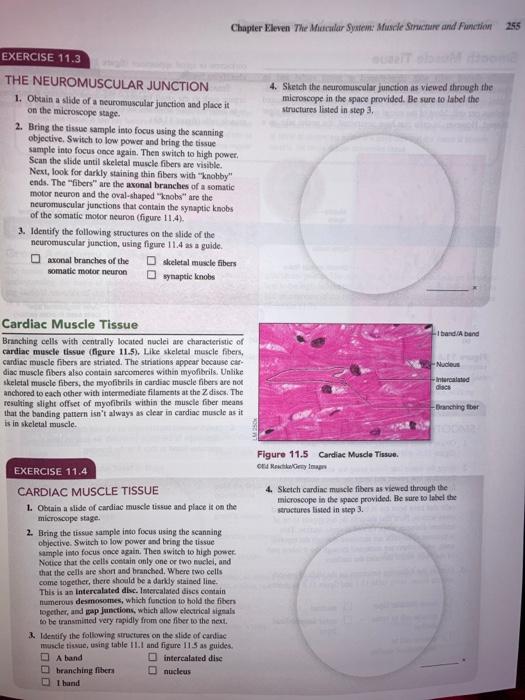 Chapter Eleven The Muscular System Muscle Structure | Chegg.com