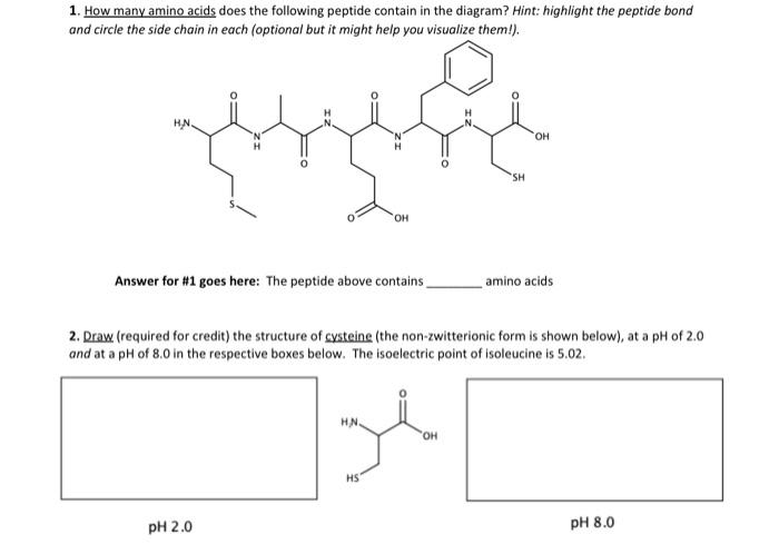 Solved 1. How many amino acids does the following peptide | Chegg.com