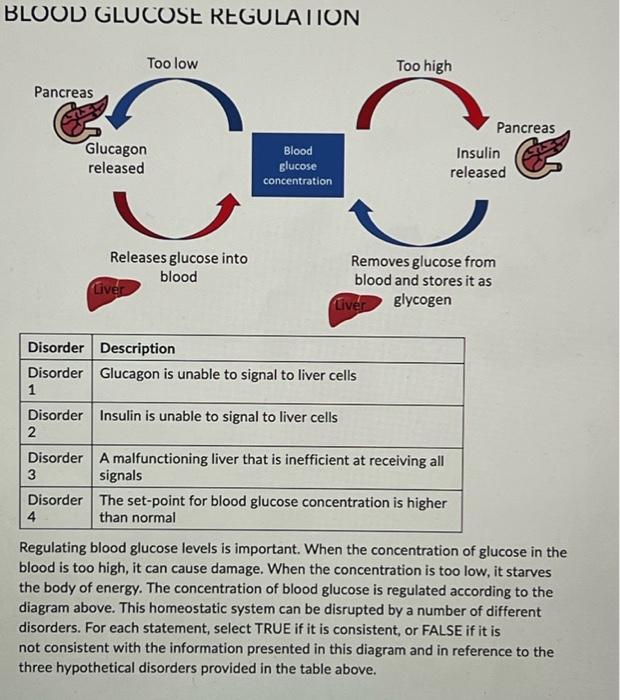 Solved BLUUU GLUCUSE KEGULA IIUN Regulating Blood Glucose Chegg