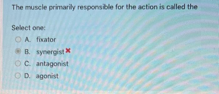 Solved The Muscle Primarily Responsible For The Action Is | Chegg.com
