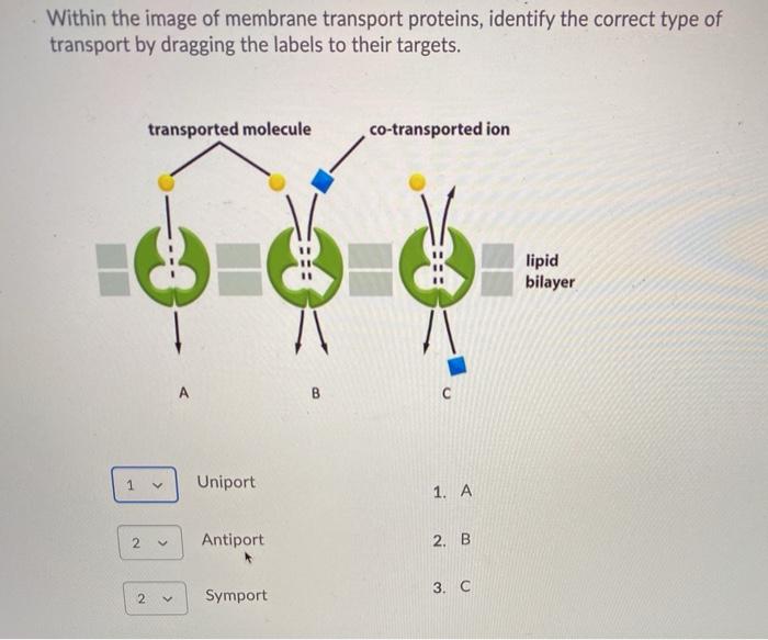 Solved Within The Image Of Membrane Transport Proteins, | Chegg.com