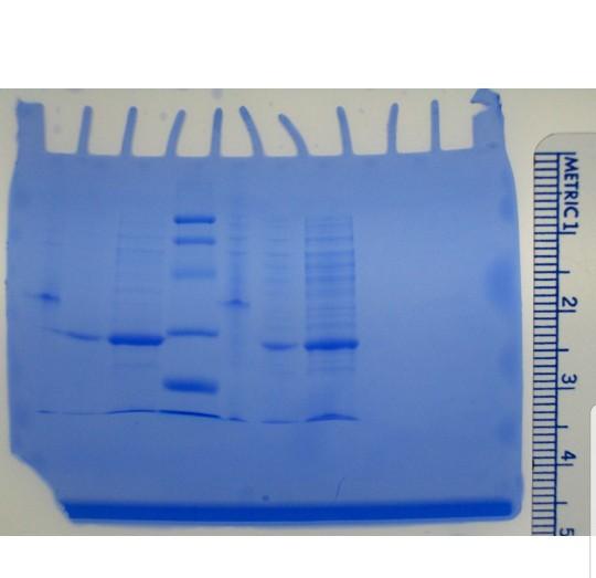 Solved POSTLAB 8 Day 1: Column Chromatography 1. Review how | Chegg.com