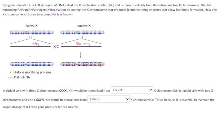 Solved Xist gene is located in a 450 kb region of DNA called | Chegg.com