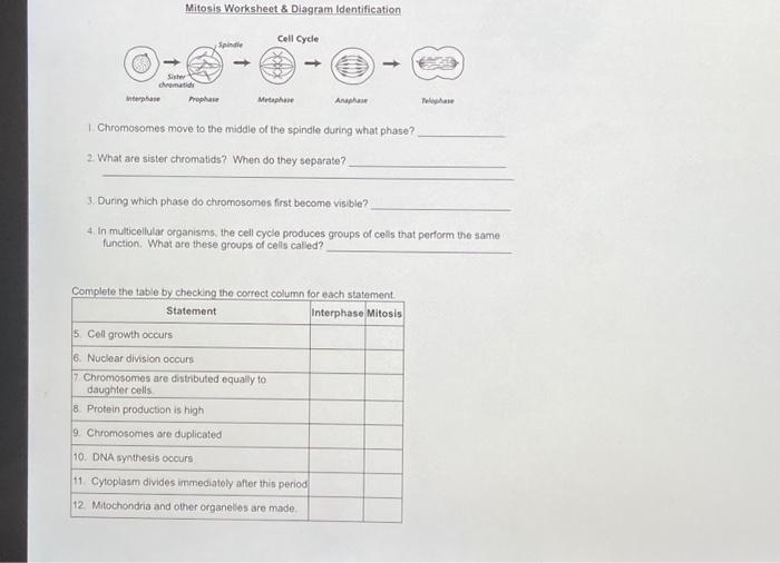 Solved Mitosis Worksheet \& Diagram Identification 1.