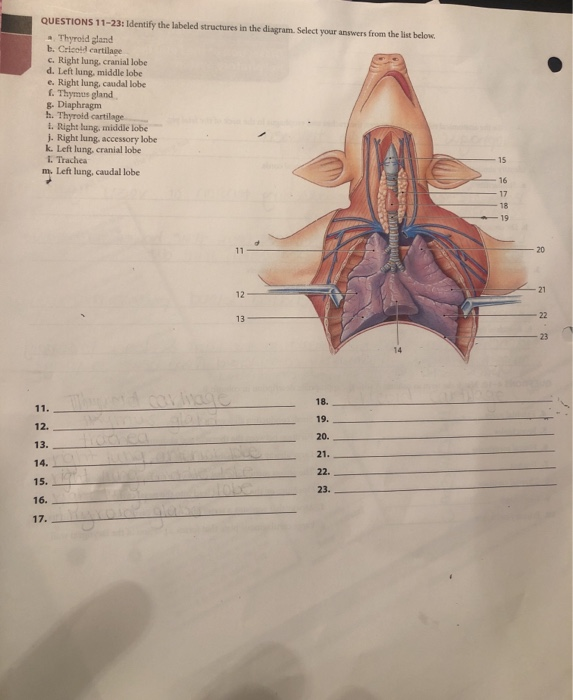 Solved QUESTIONS 11-23: Identify the labeled structures in | Chegg.com
