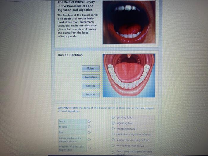 Solved The Role of Buccal Cavity in the Processes of Food