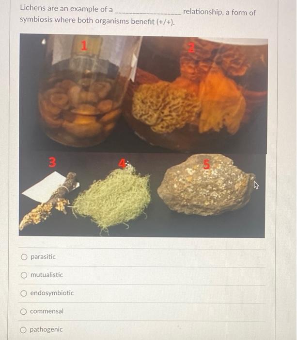 Solved Name the form of the large green lichen labeled #4 at | Chegg.com
