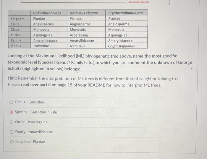 Solved looking at the maximum likelihood ml phylogenetic chegg