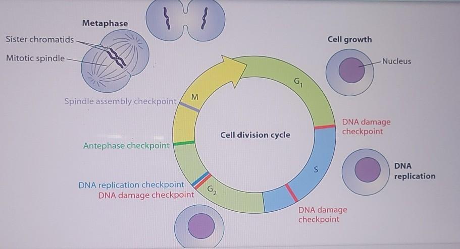 Solved Explain what are the cell cycle checkpoints and how Biology Diagrams