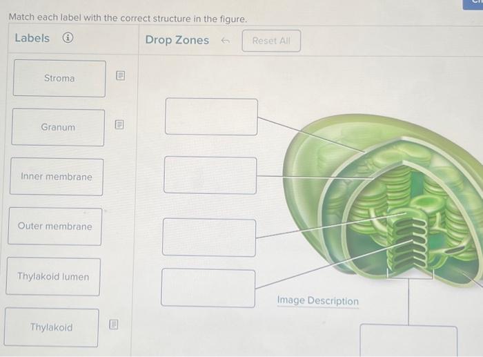 Solved Match each label with the correct structure in the