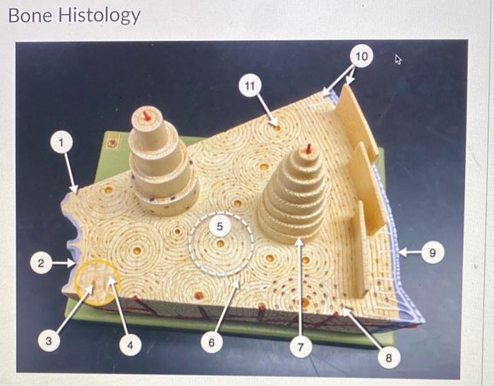 bone histology