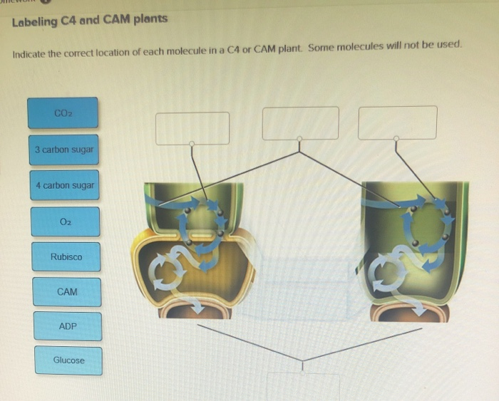 Solved JIVO Labeling C4 and CAM plants Indicate the correct | Chegg.com