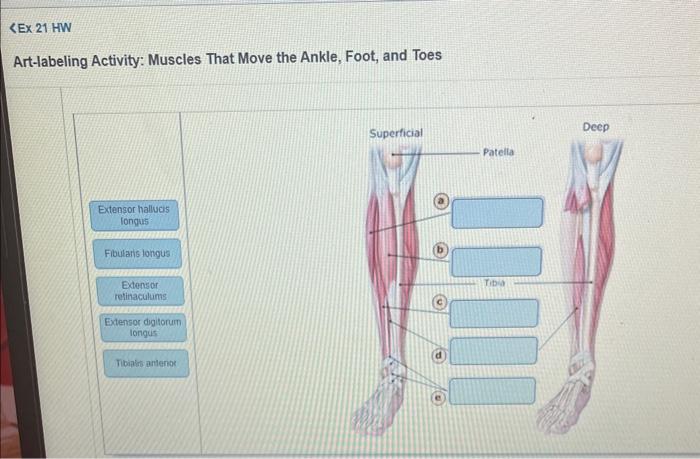 Art-labeling Activity: Muscles That Move the Ankle, | Chegg.com