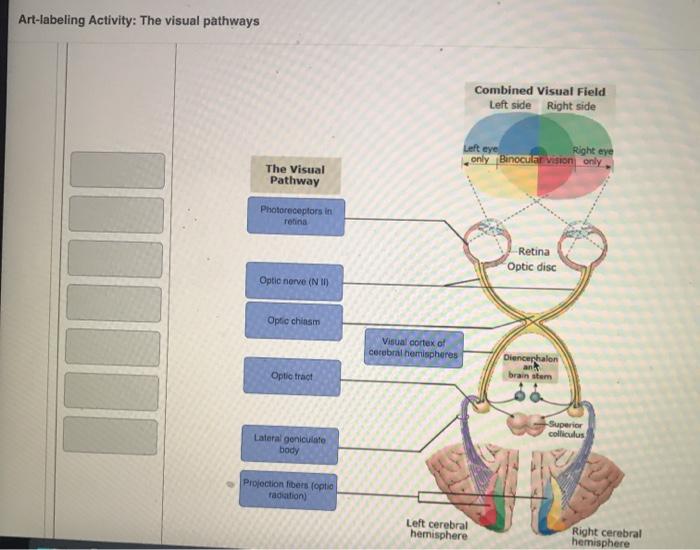 Solved Artlabeling Activity The visual pathways Combined