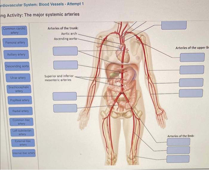 Solved Art Labeling Activity The Major Systemic Chegg Com