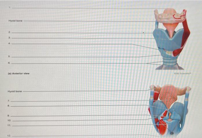 Hyoid bone
2.
3.
4.
5.
6.
(a) Anterior view
Hyoid bone
7.
a.
9.
10.
11.
12.