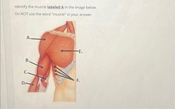 Solved Identify the muscle labeled A in the image below. Do | Chegg.com