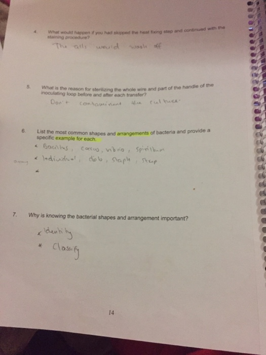 Het Name Date Lab Report 2 Smear Preparation Simple Chegg 