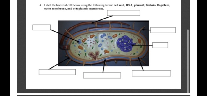 Solved 4. Label the bacterial cell below using the following | Chegg.com