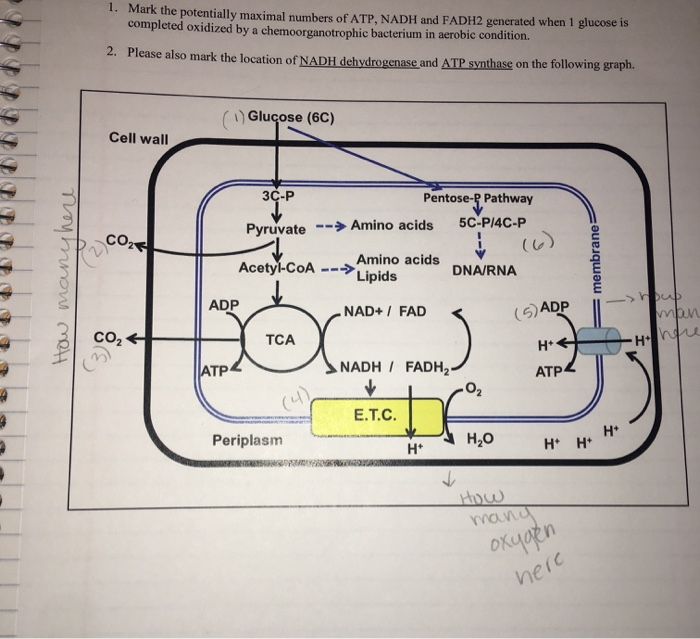 Solved 1. Mark the potentially maximal numbers of ATP, NADH | Chegg.com