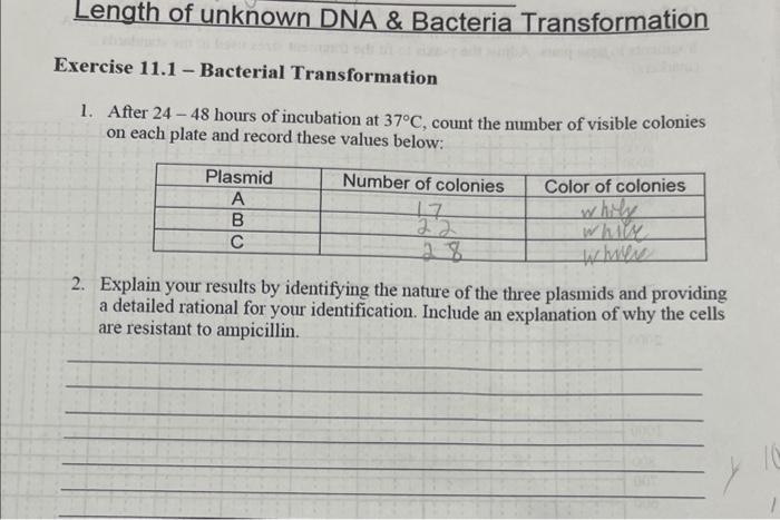 Solved Exercise 11.1 - Bacterial Transformation 1. After | Chegg.com