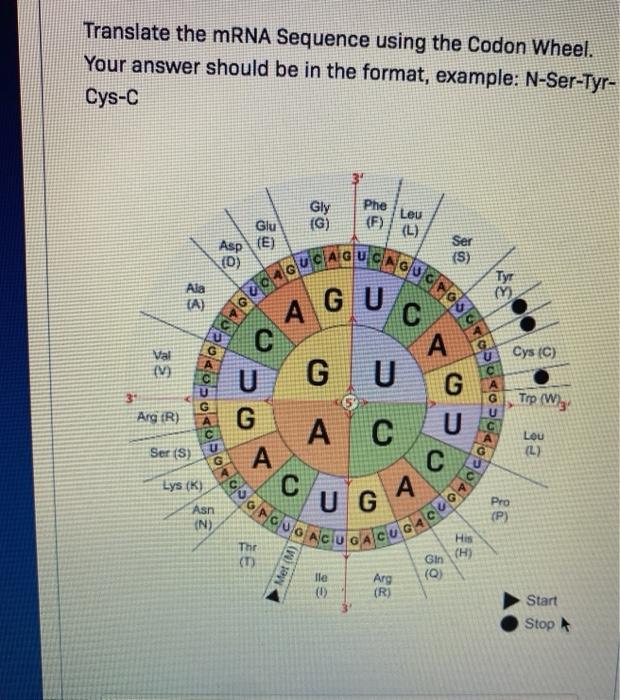 Solved As an exercise, take this DNA coding strand sequence | Chegg.com