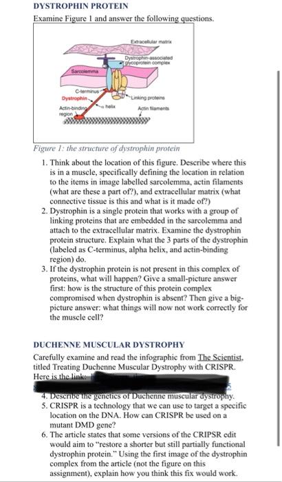 Solved DYSTROPHIN PROTEIN Examine Figure I and answer the | Chegg.com